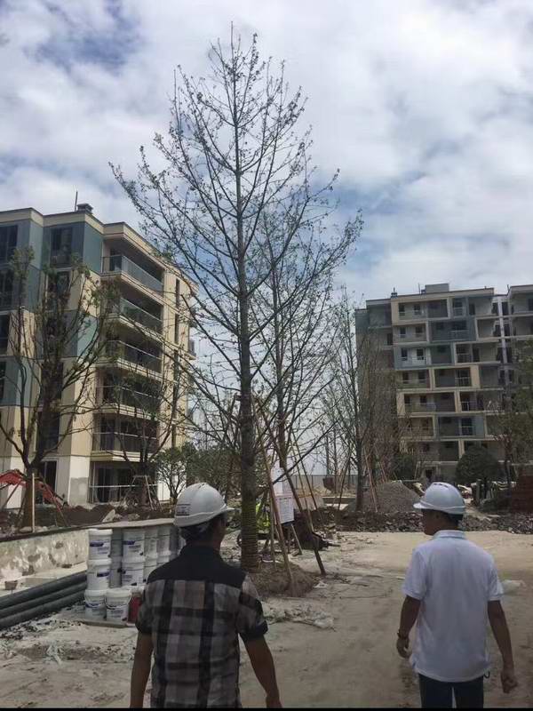 小区种植银杏树