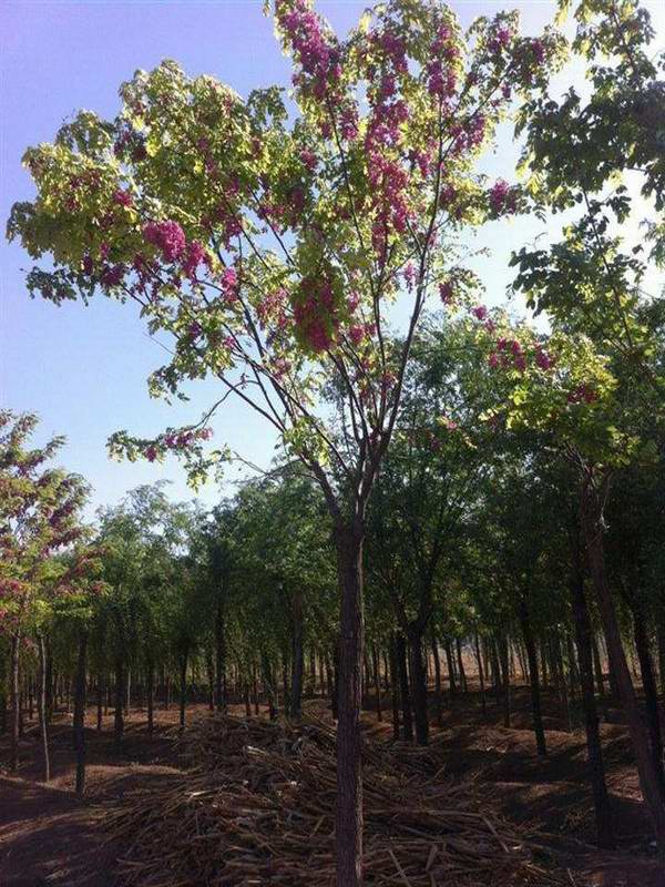 香花槐