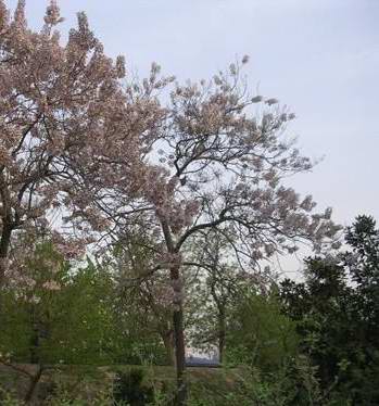 紫花泡桐